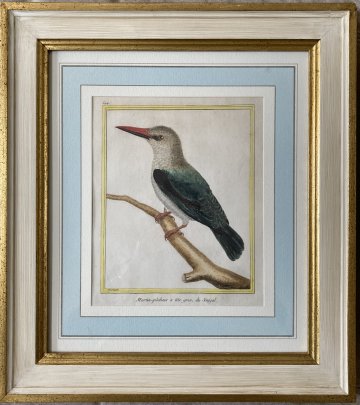 click for detailed image Martinet Kingfisher.JPG